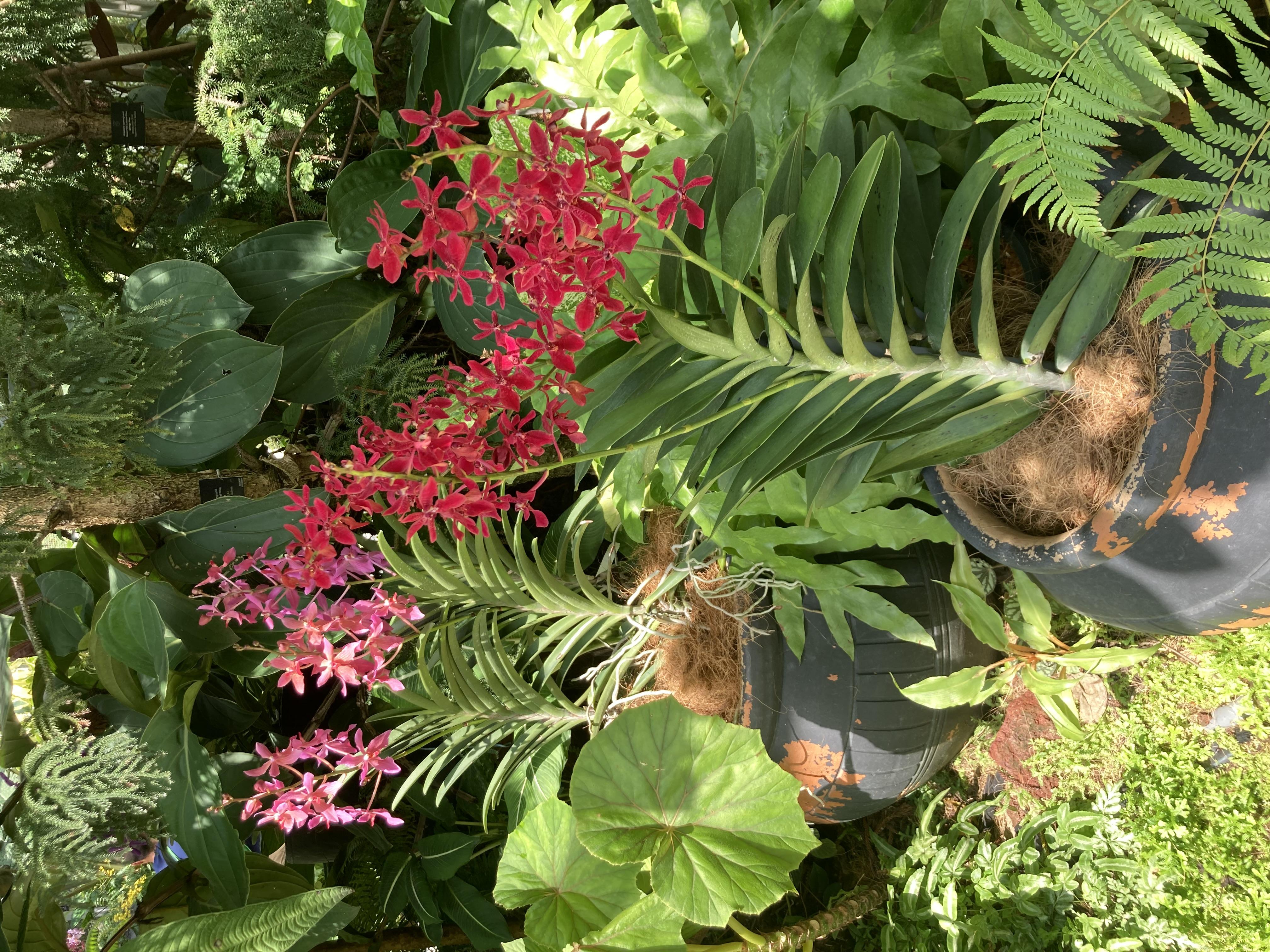 Descubriendo los⁢ Jardines Botánicos y sus⁣ Beneficios ⁣Terapéuticos