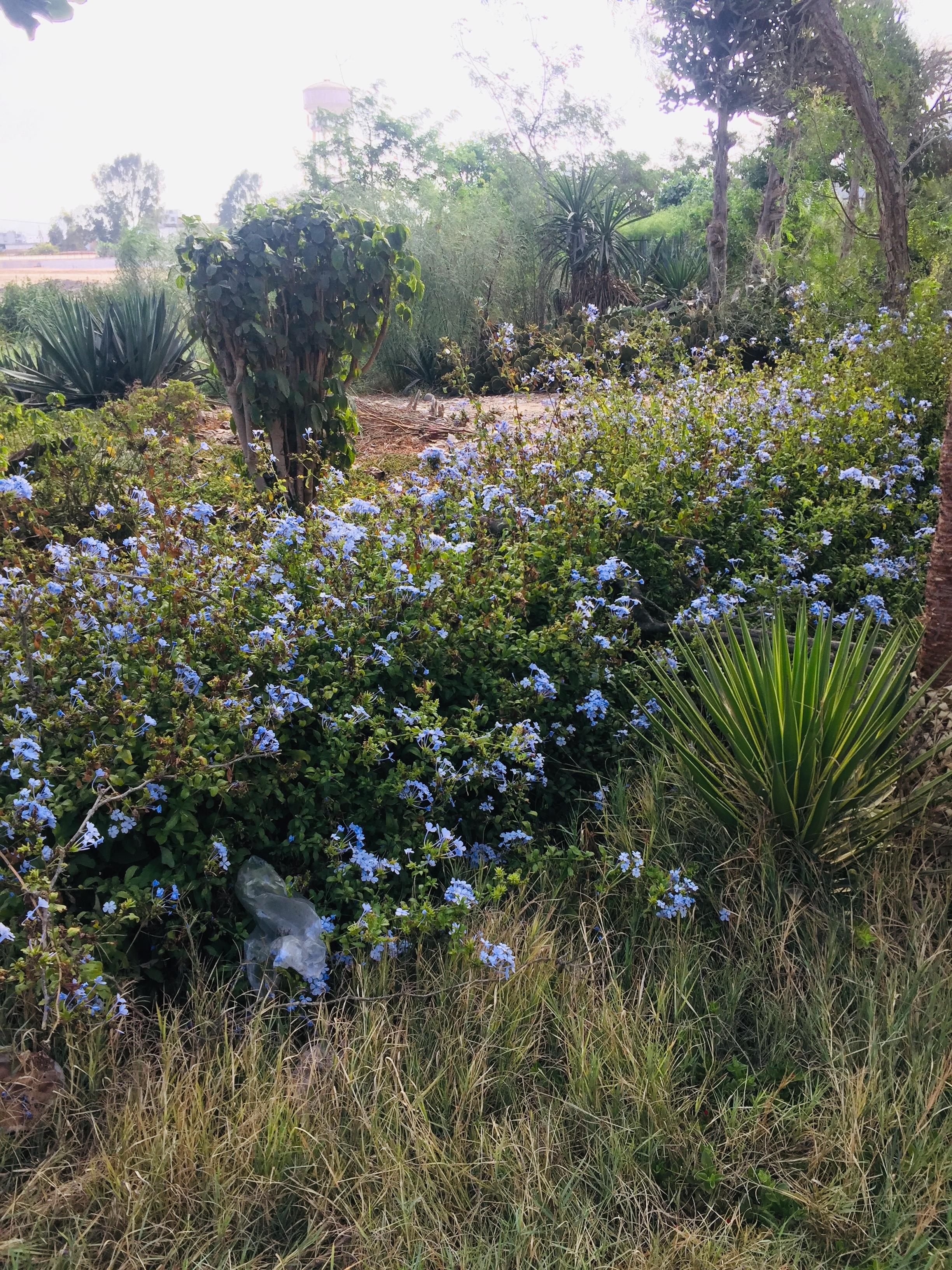 Consideraciones importantes para asmáticos al realizar actividades al aire libre