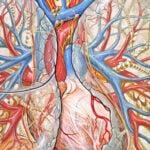 Importancia del uso de dispositivos de medición de flujo espiratorio en la tercera edad