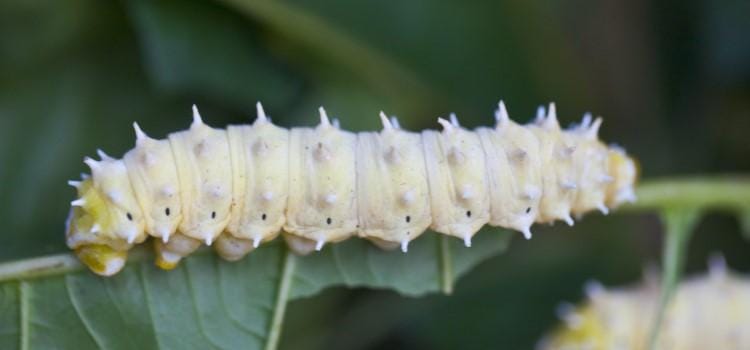 Repercusiones emocionales de la insuficiencia cardíaca en los ancianos