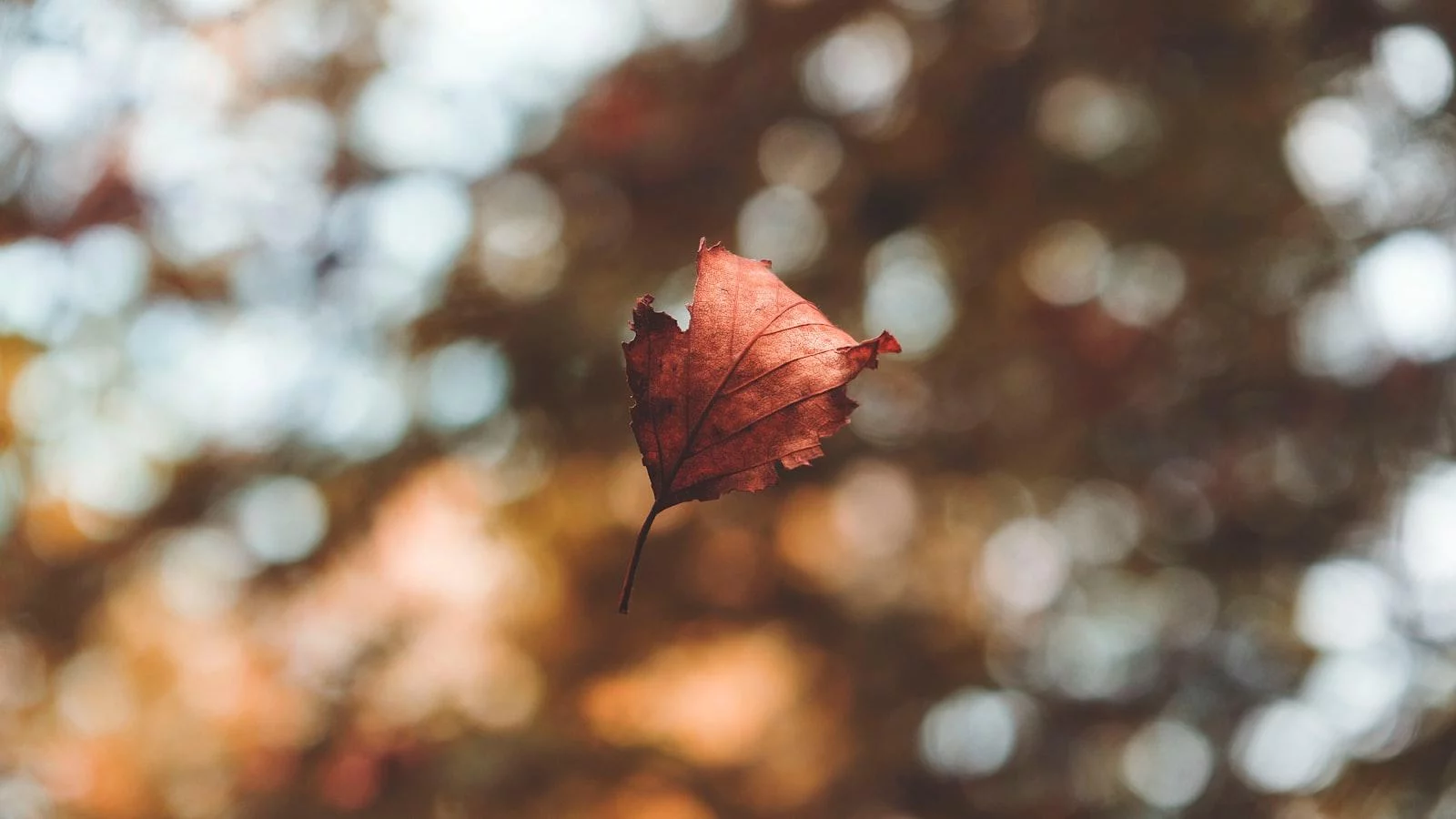 El Enfoque en la Experiencia de Vida y Celebración​ de Sabiduría
