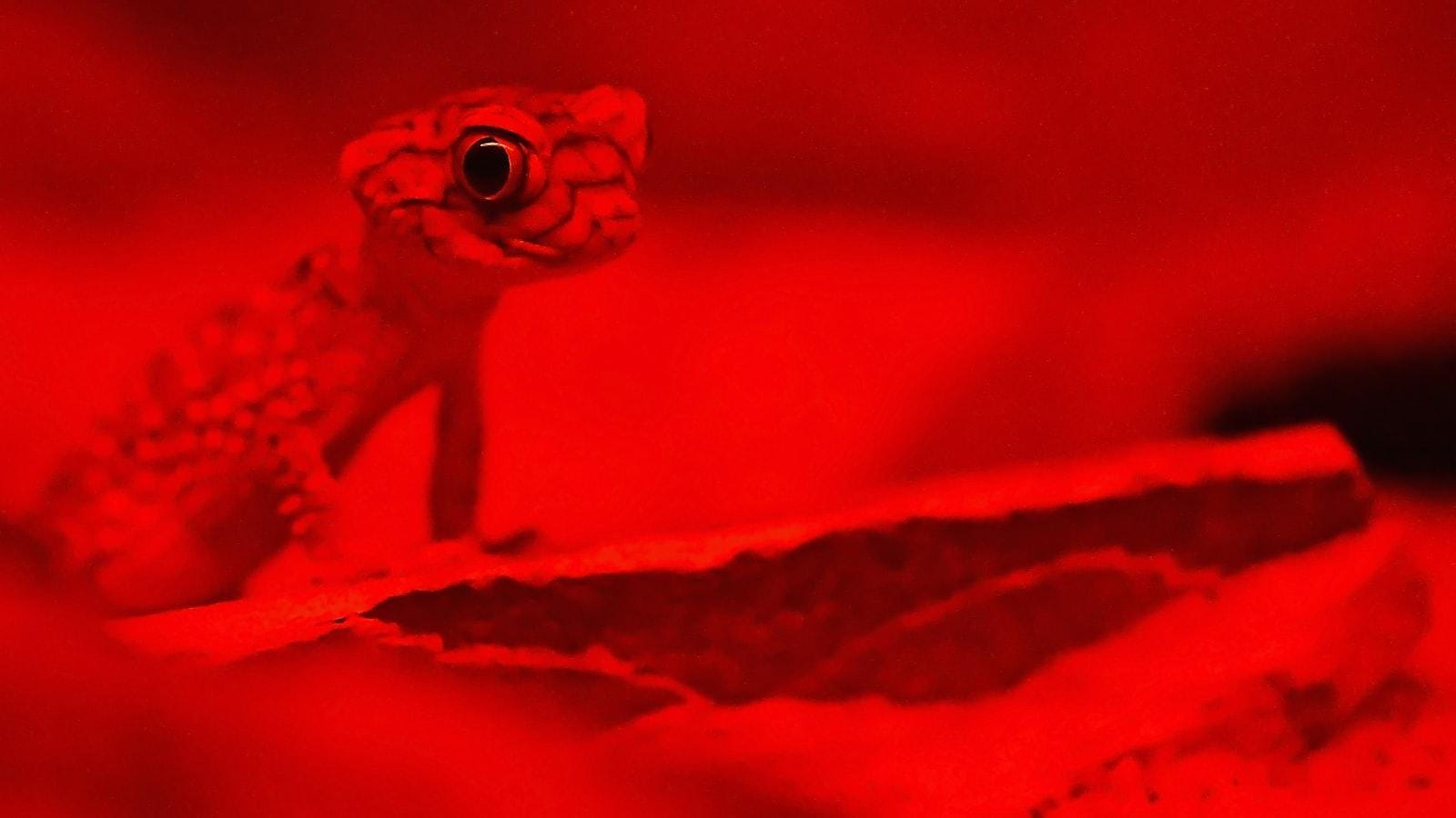 Red de apoyo social: clave en el bienestar del cuidador