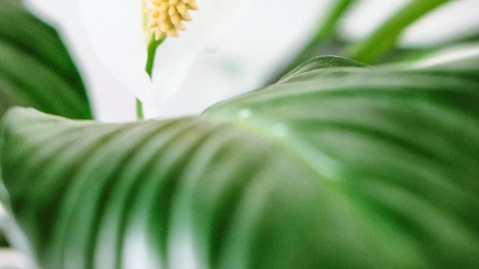 -⁣ Entorno Natural que ⁢Fomenta la Felicidad y​ el Bienestar