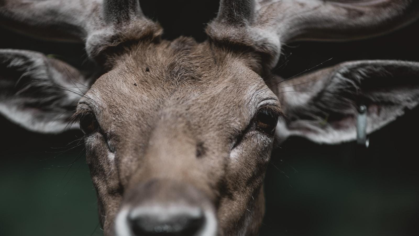 Ácidos grasos Omega-3: beneficios para la salud respiratoria en personas con asma