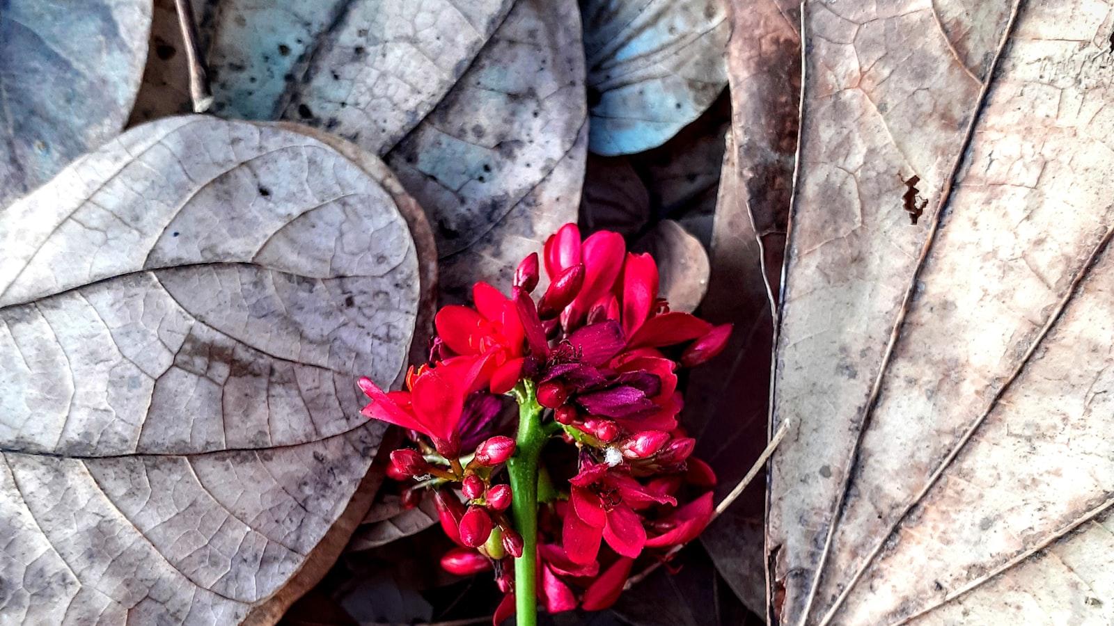 Recomendaciones para una cocina segura y acogedora