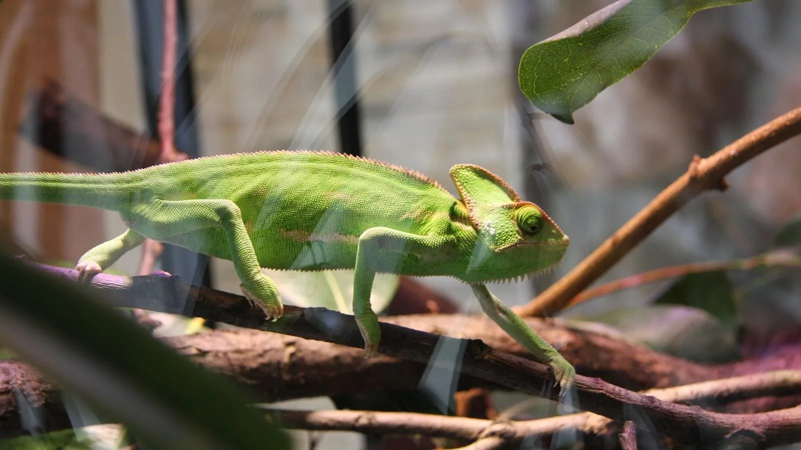 La importancia de la dieta y los suplementos naturales en el manejo de la insuficiencia cardíaca