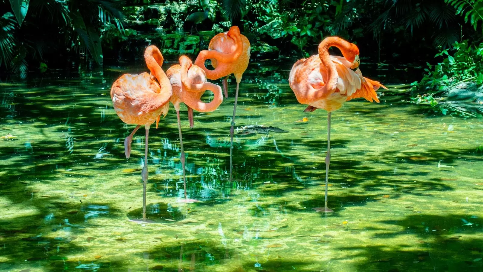 Ecos de compañerismo en Santa⁣ Teresita