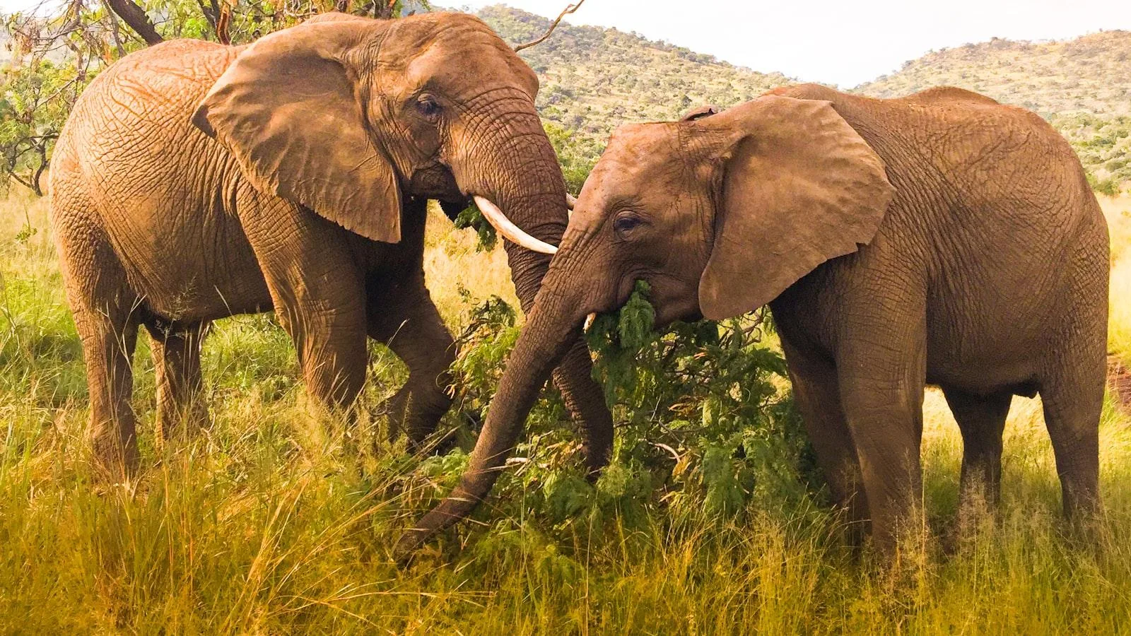 Cuidados Personalizados para una⁤ Vida Plena