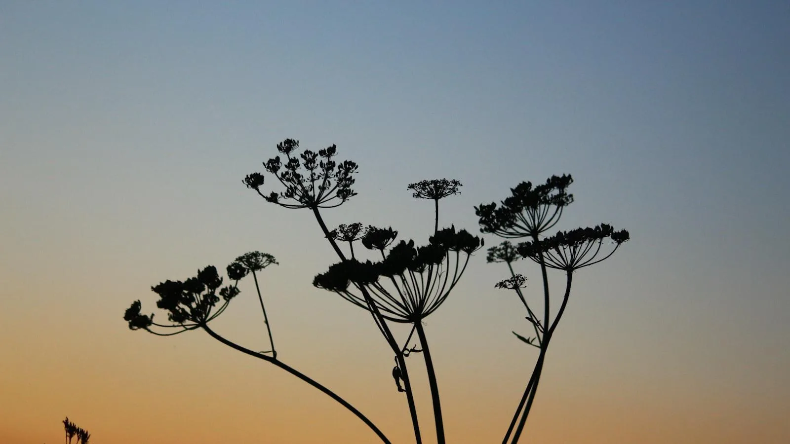 Importancia de⁤ la adaptación gradual a la altitud en pacientes con insuficiencia cardíaca