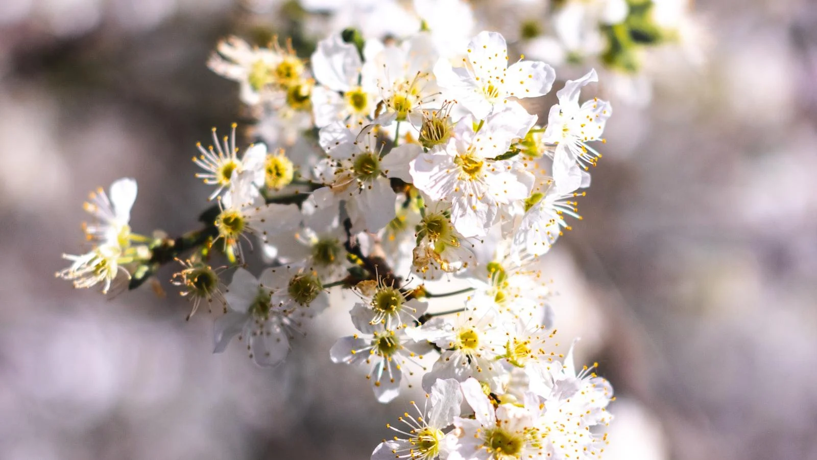 Enfoque holístico en un ‌entorno sereno para promover la salud física y emocional
