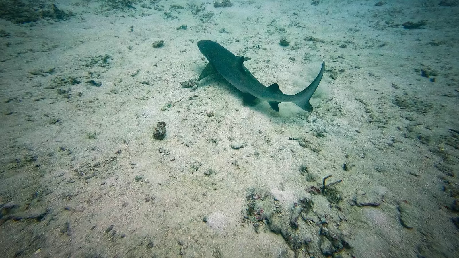 Actividades recreativas y terapéuticas para promover la salud física y mental