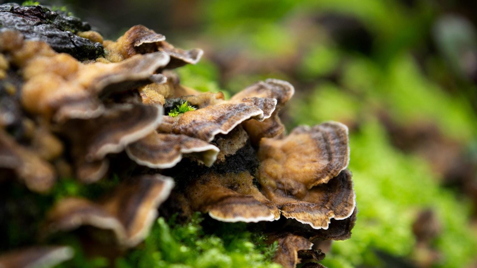 Hierbas medicinales: una alternativa natural para el tratamiento del asma en adultos mayores