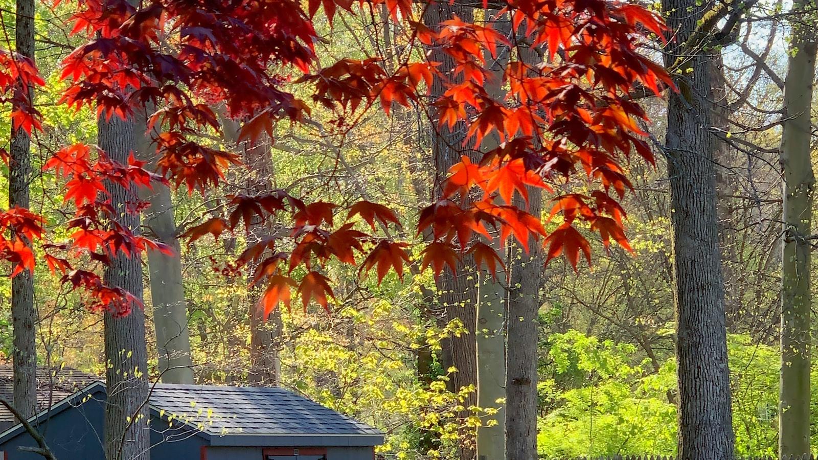 -‌ Programas de actividades: fomentando la participación y ​el entretenimiento para una vida plena