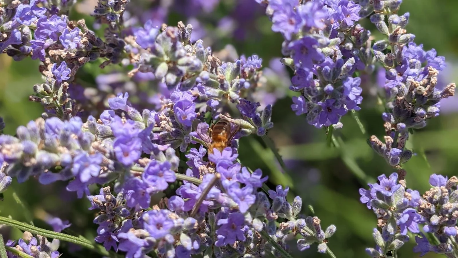 - Actividades recreativas y terapéuticas diseñadas para promover el bienestar emocional y físico