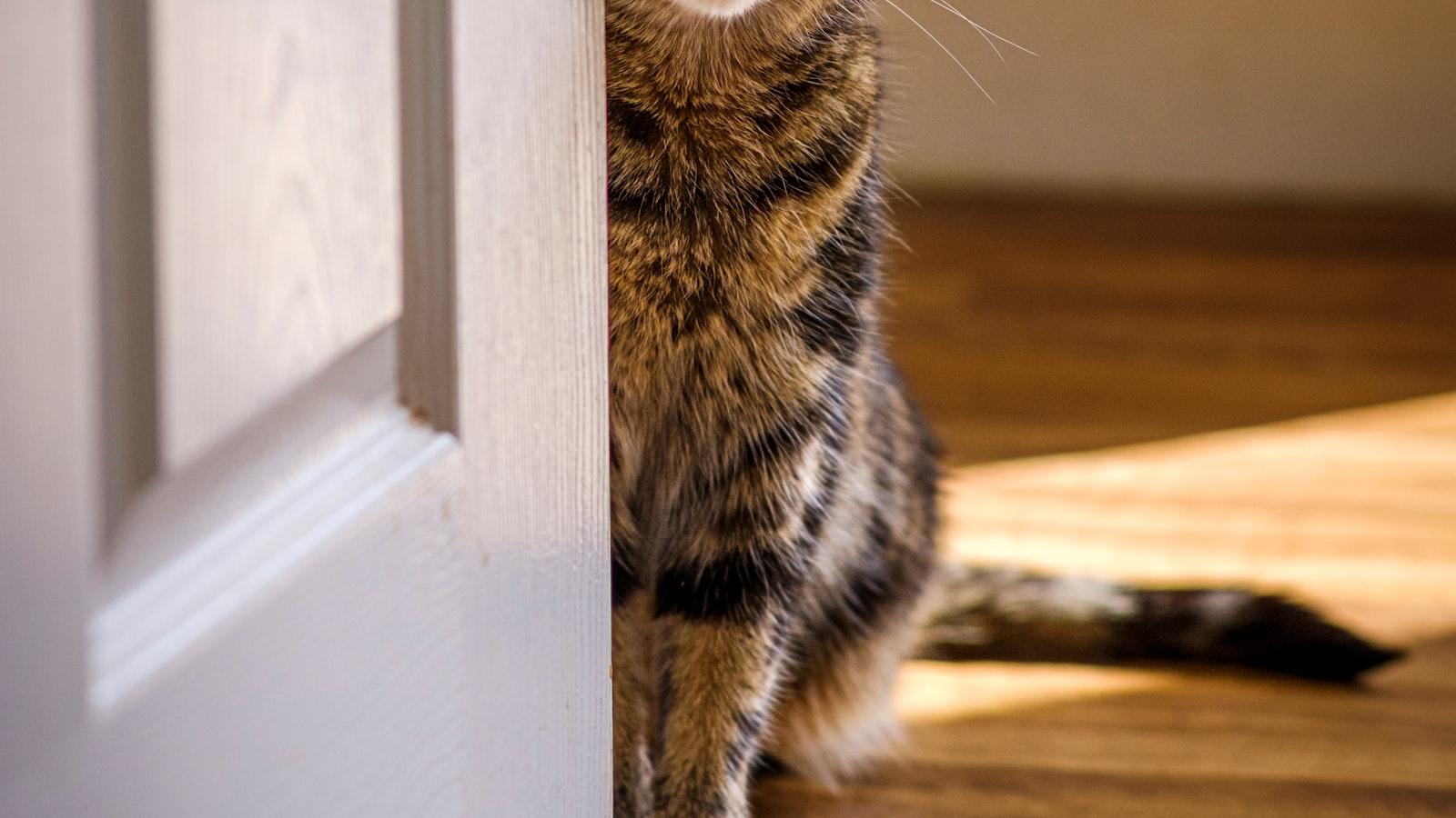 Ambientes enriquecedores que ‌resaltan la cultura local