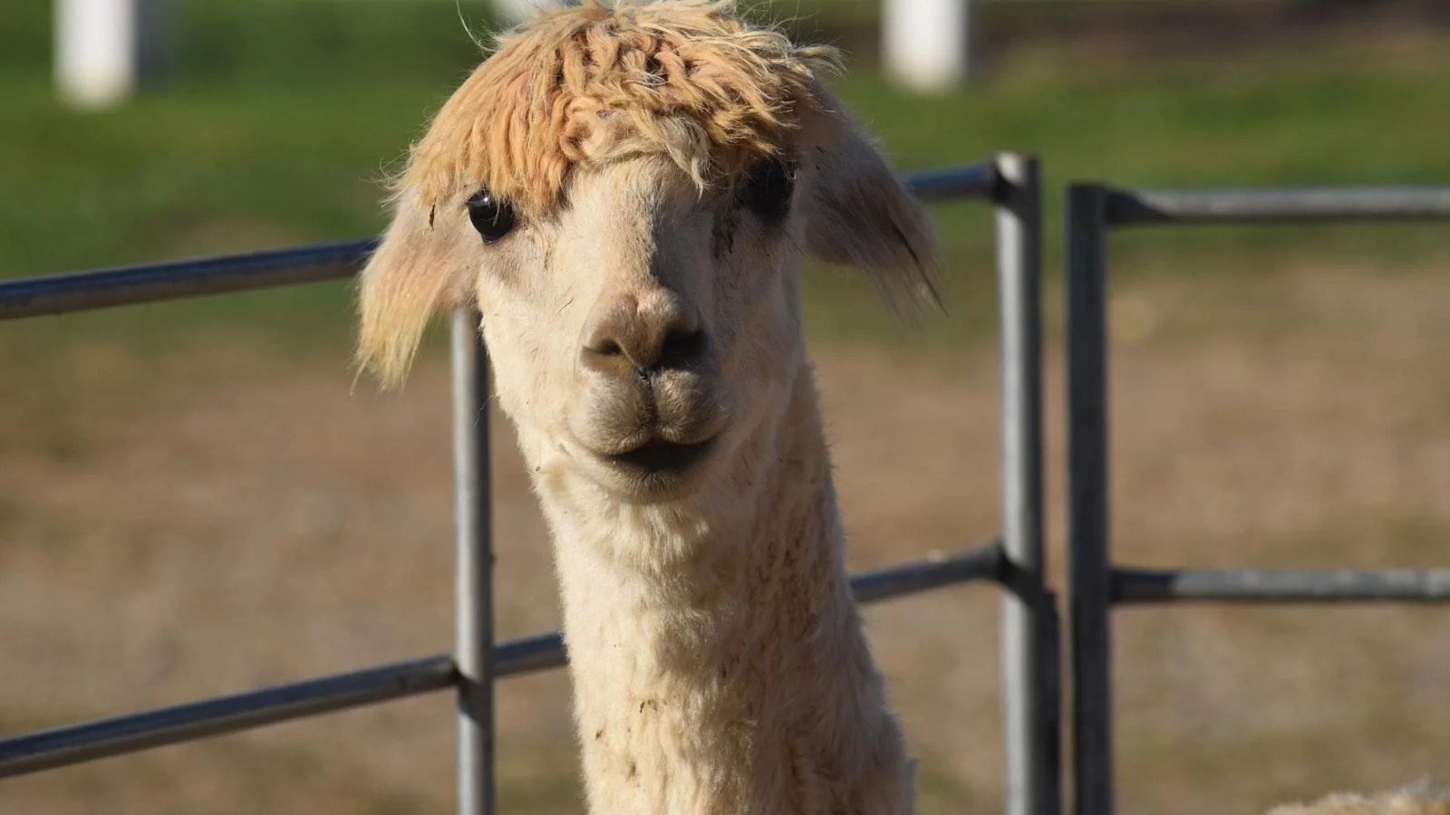 Programas de rehabilitación‌ y actividades terapéuticas