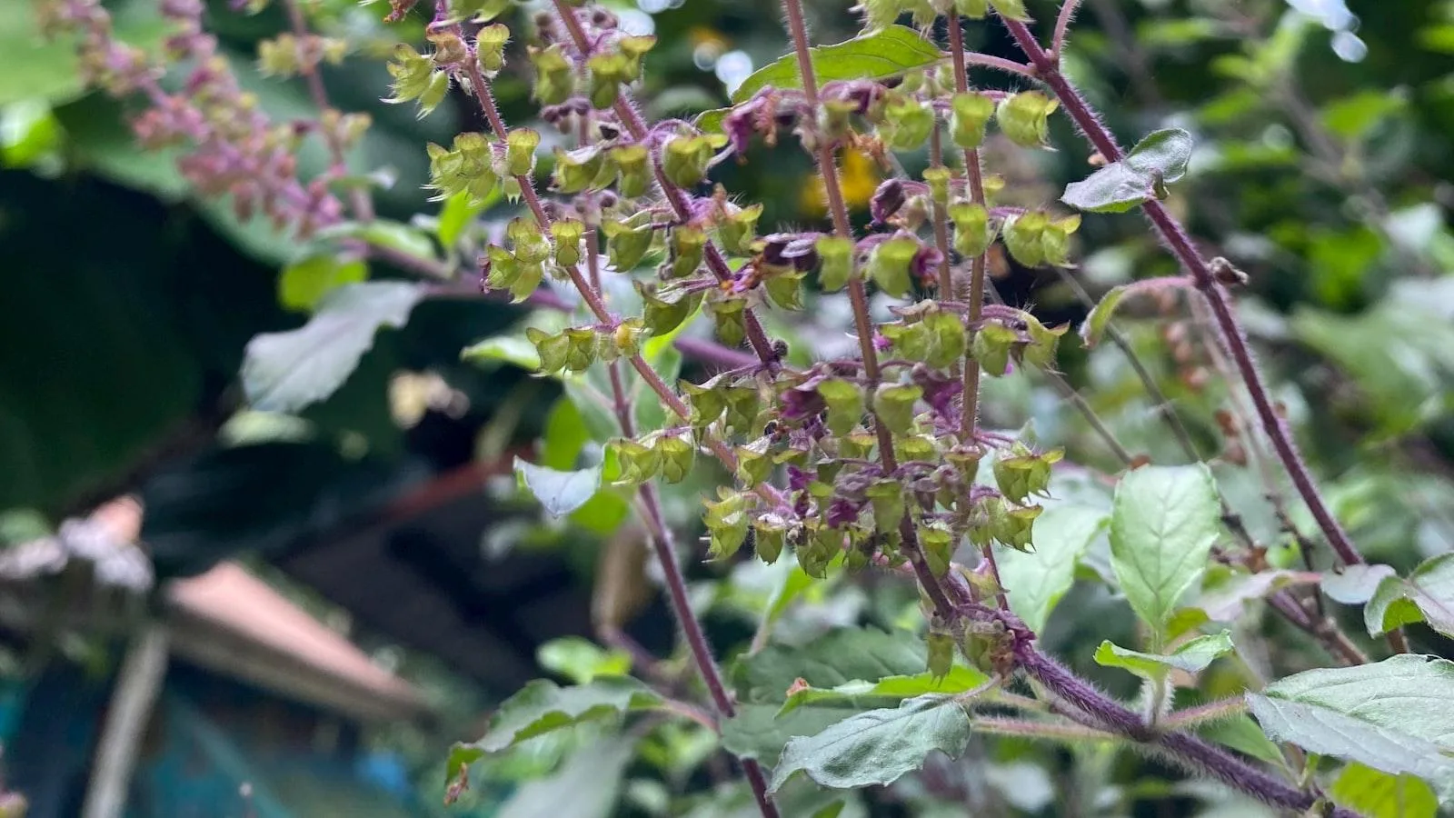 Consideraciones especiales en el manejo del asma en entornos geriátricos