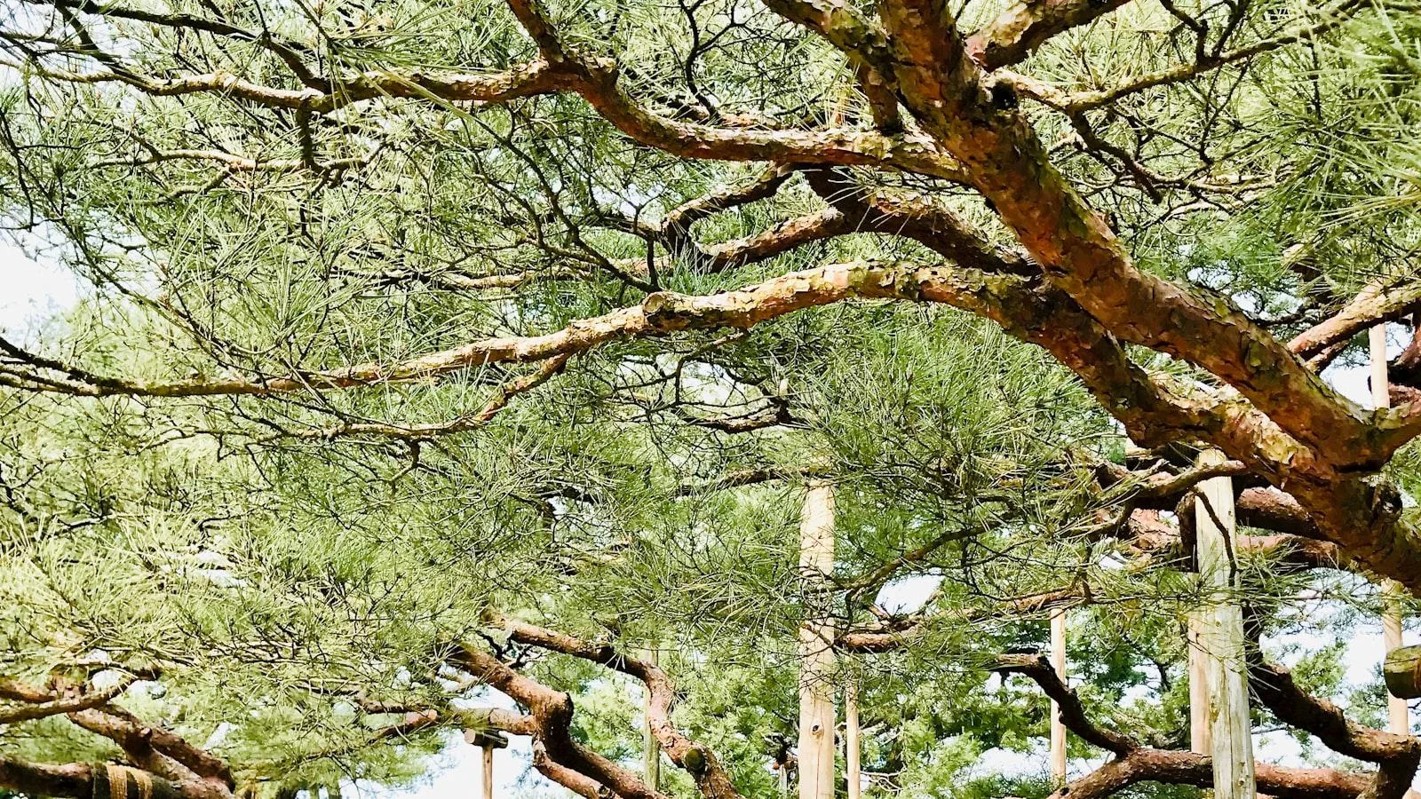 Prevención de complicaciones ⁣en pacientes geriátricos con insuficiencia cardíaca‌ mediante hierbas medicinales