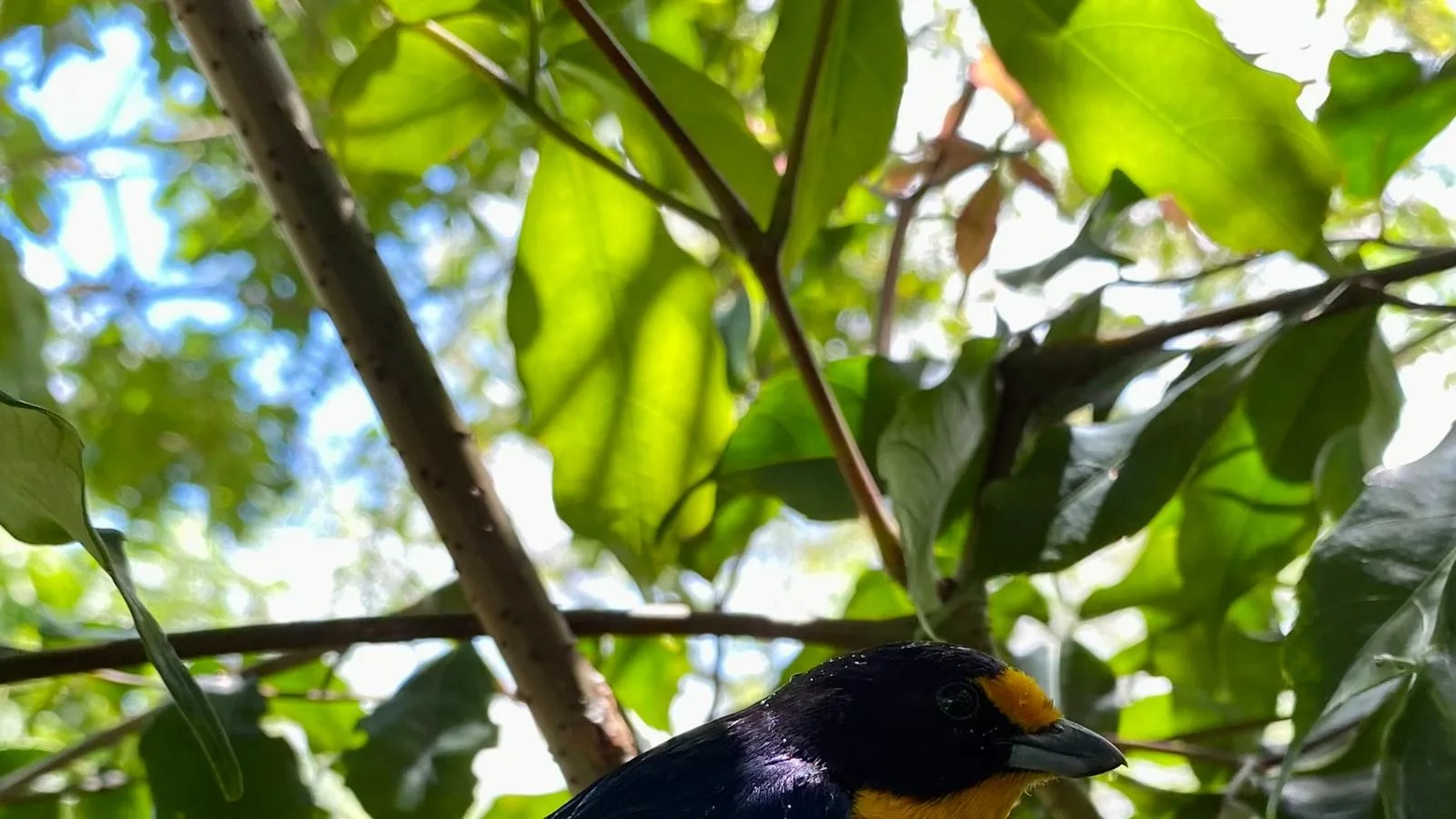 Recursos educativos audiovisuales para pacientes geriátricos con limitaciones visuales