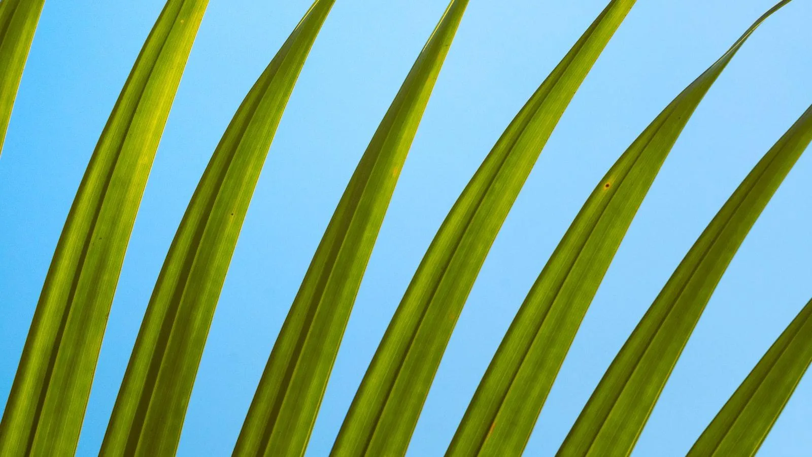 Consideraciones clave al incorporar hierbas medicinales en el tratamiento de la EPOC en adultos mayores