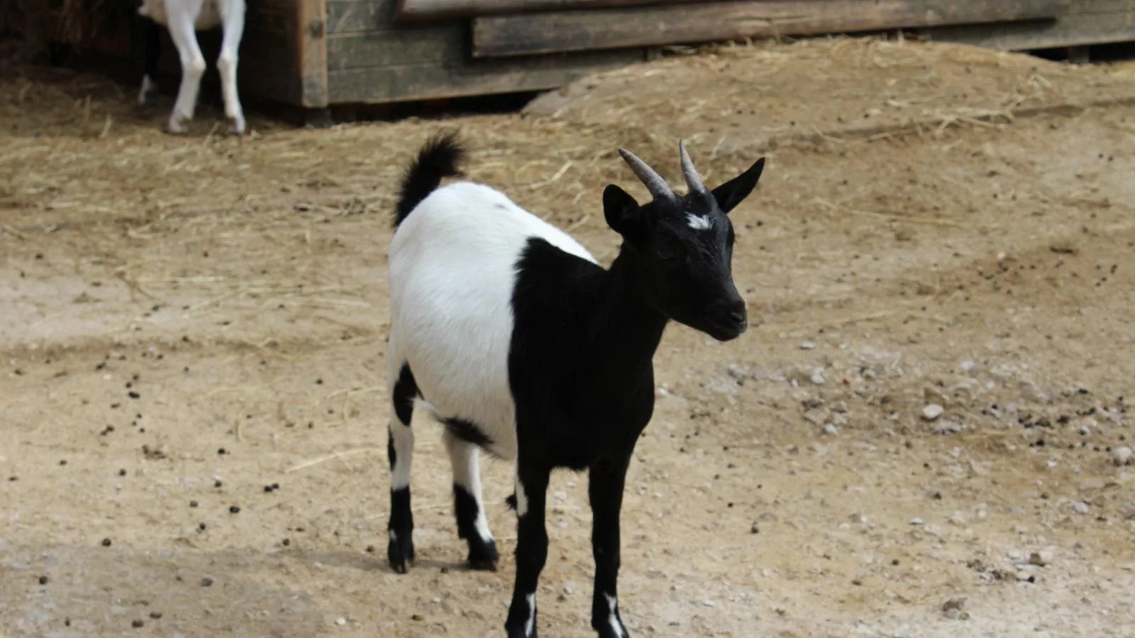 Beneficios de la terapia‌ combinada en pacientes geriátricos