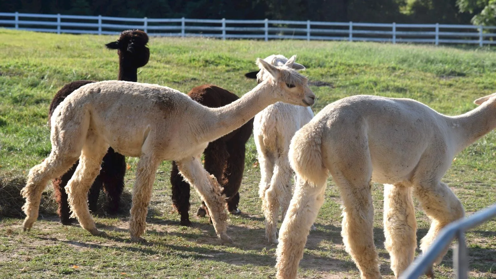 Tipos de ejercicios recomendados para personas mayores con diabetes