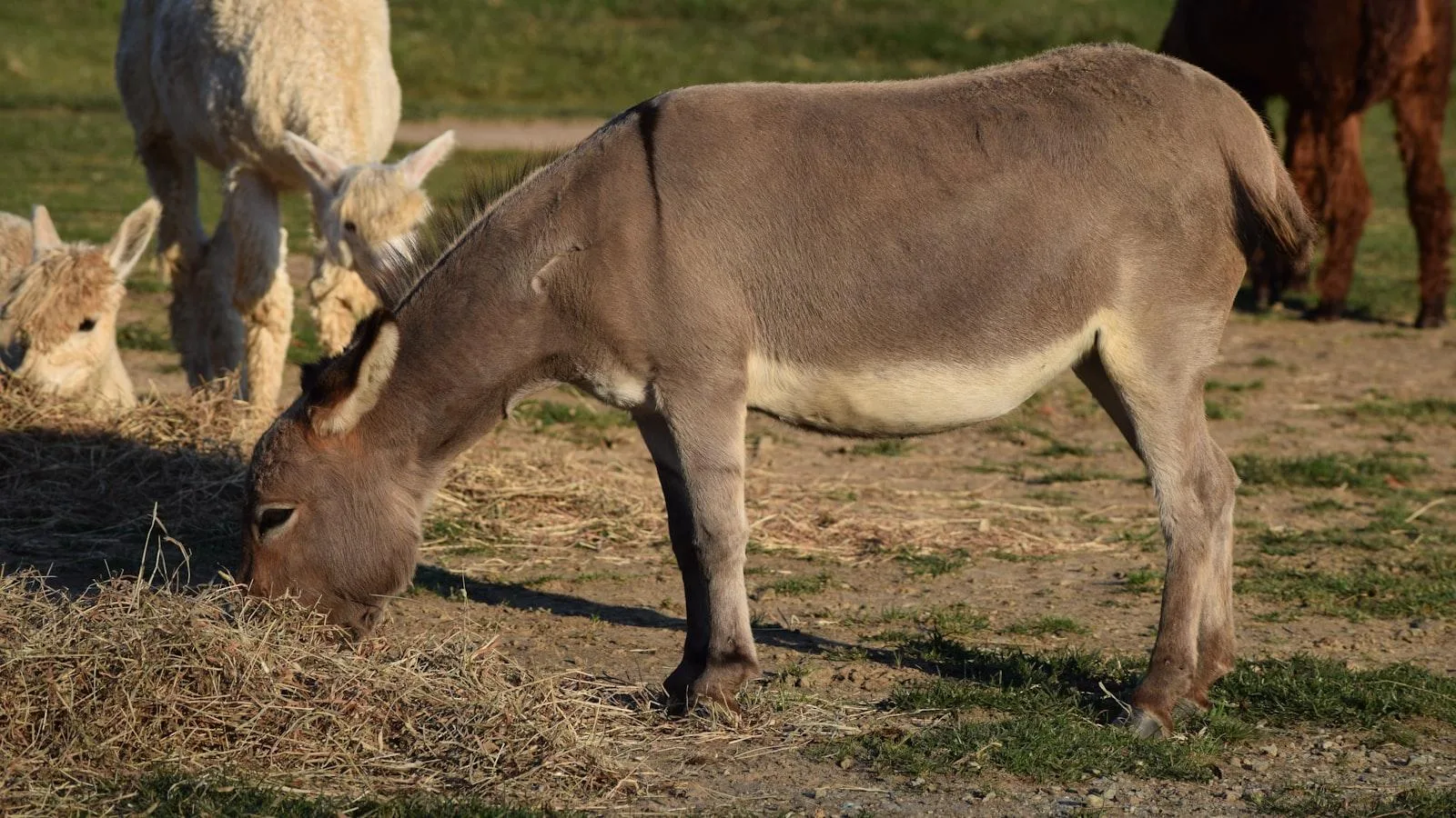 Importancia de la interacción de⁤ medicamentos⁣ en ancianos con diabetes