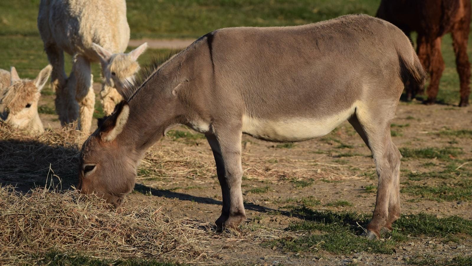 Beneficios de un plan de alimentación personalizado para diabéticos en la tercera edad