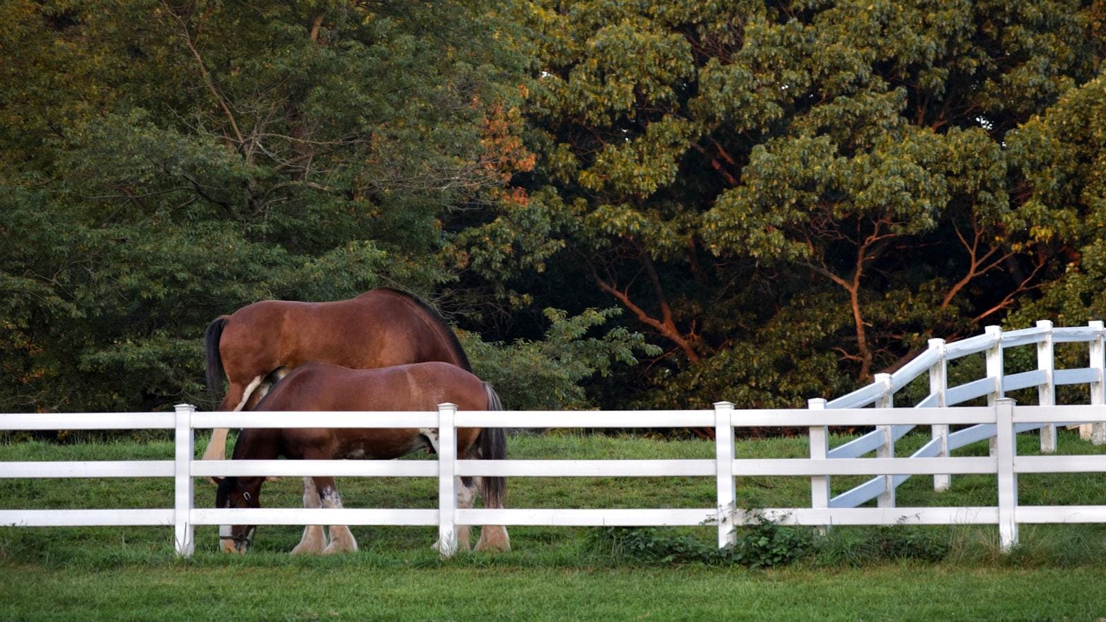 Consideraciones especiales al elegir insulinas de acción rápida en adultos mayores
