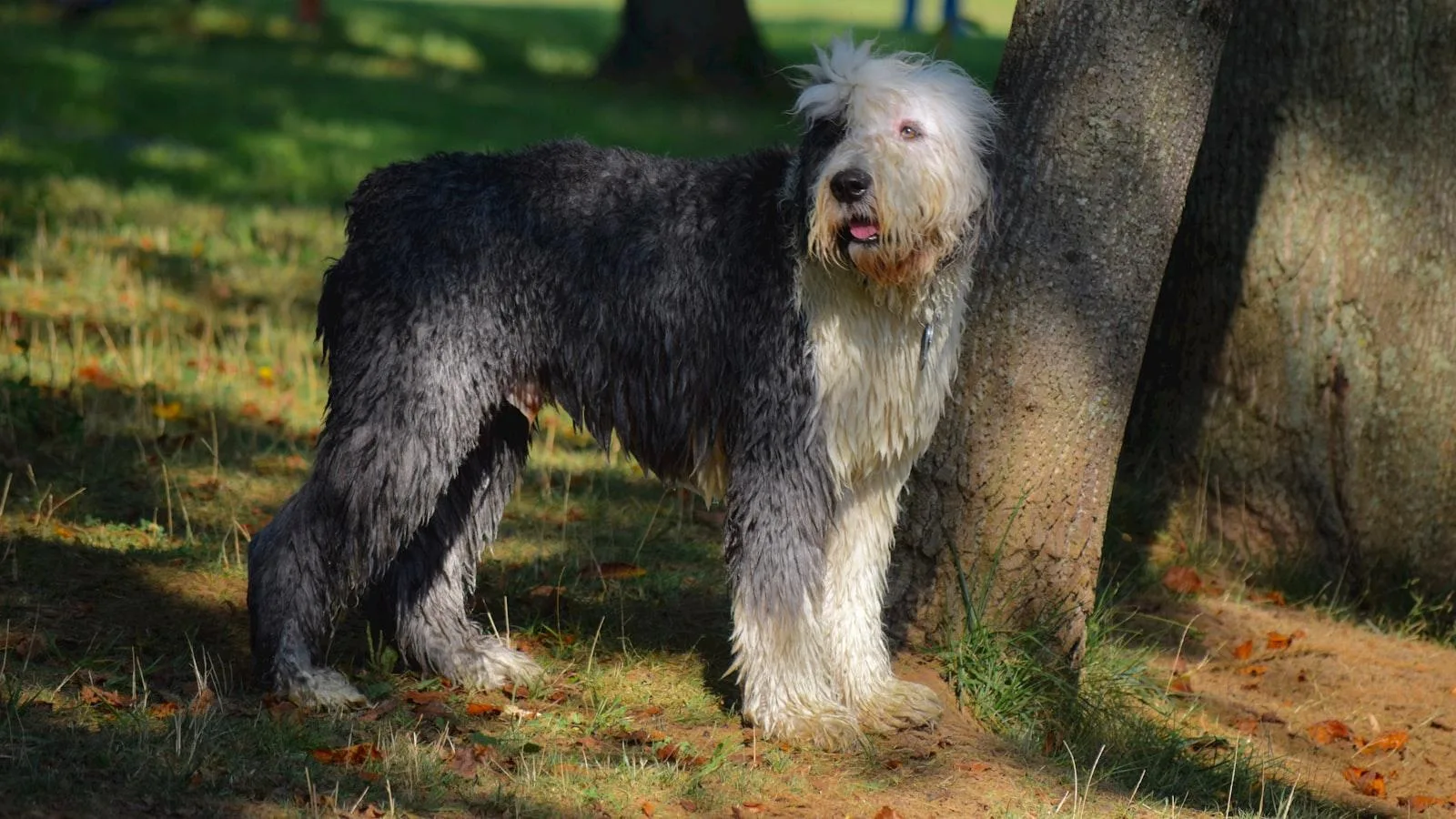 Introducción‍ al Entrenamiento de Personal⁣ en Insuficiencia Cardíaca