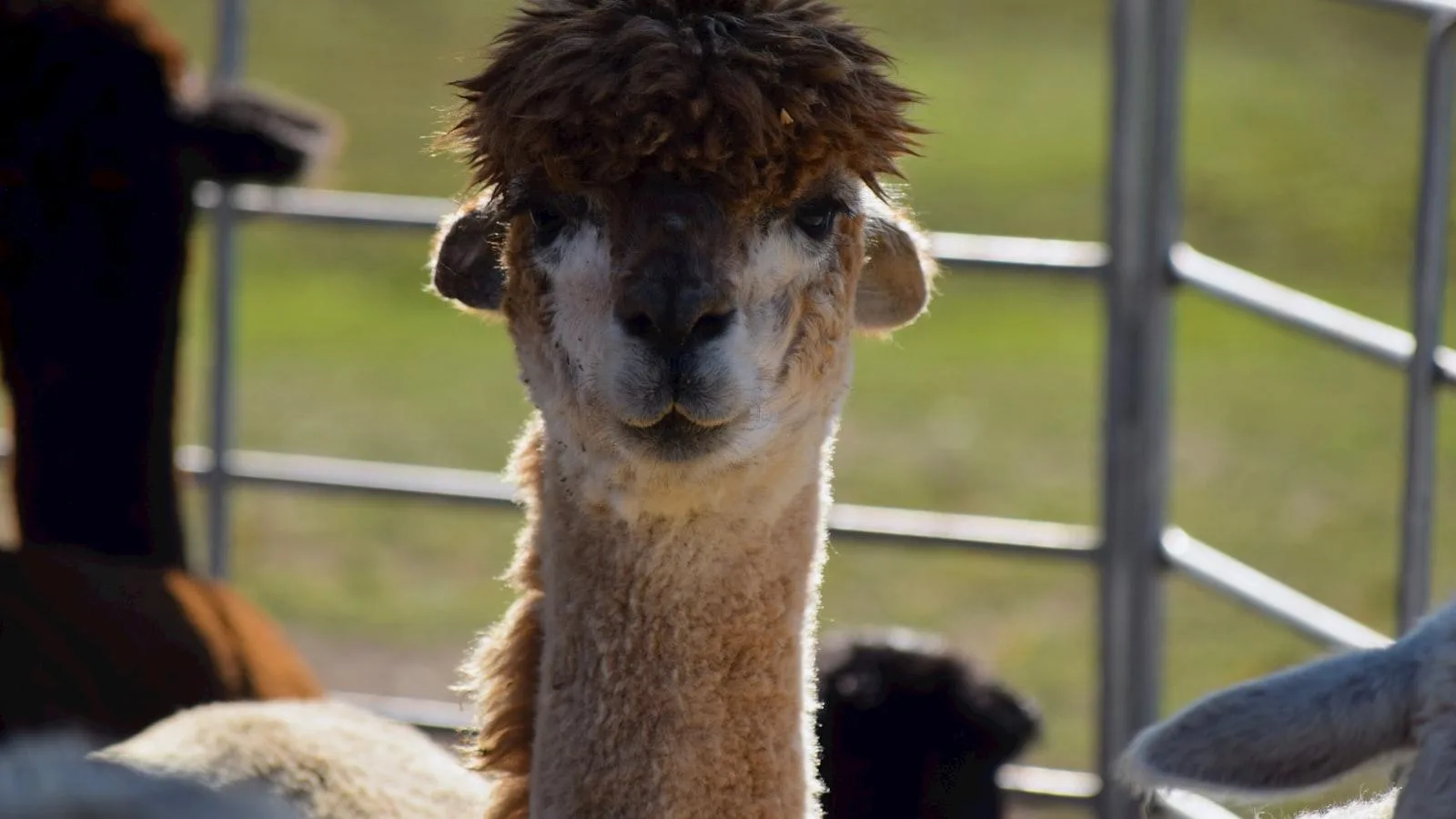 Beneficios de usar bombas de insulina en adultos mayores