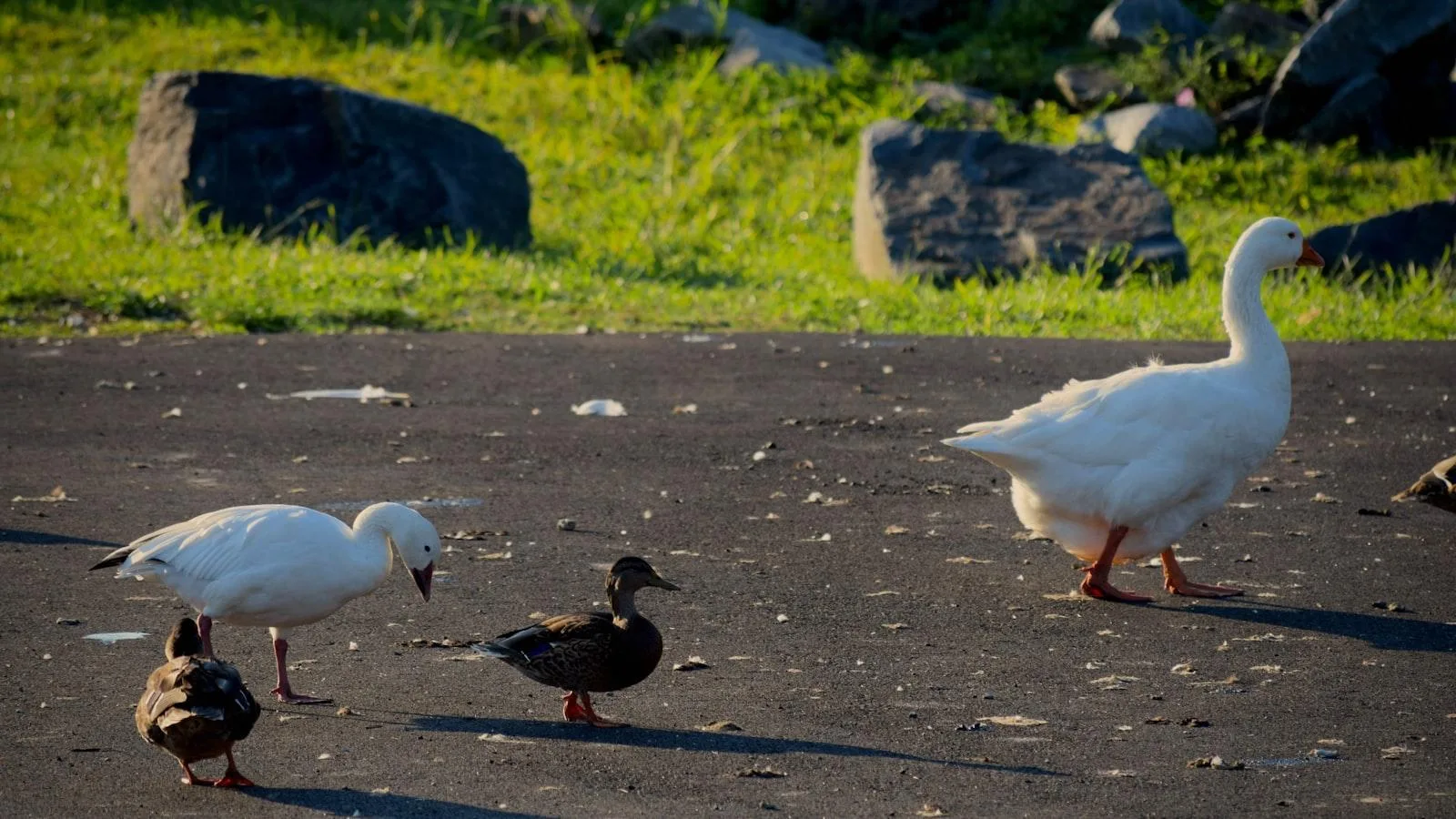 Métodos de evaluación y monitoreo de la salud cardiovascular en diabéticos tipo 2