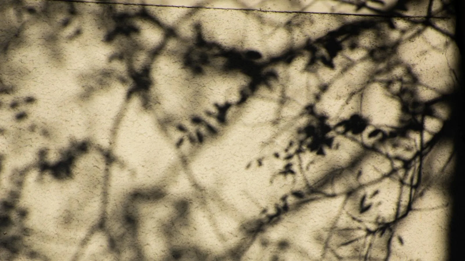 Alimentos recomendados para mejorar la salud cardiovascular en la tercera edad