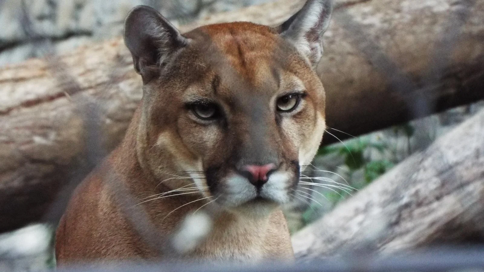 Un‌ cuidado ⁣geriátrico que promueve un enfoque holístico