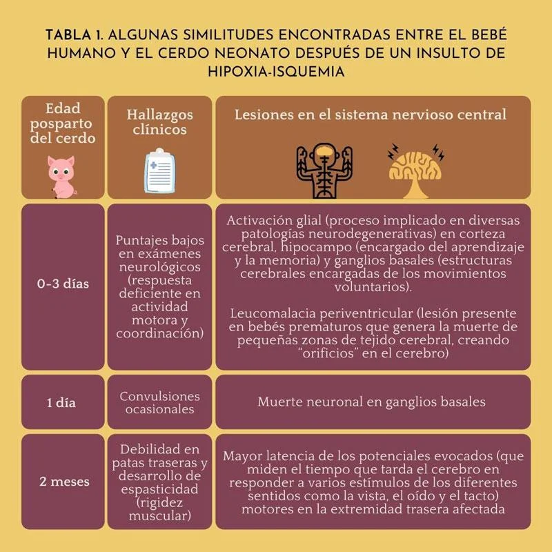 Actividades terapéuticas para estimular la memoria ‍y cognición