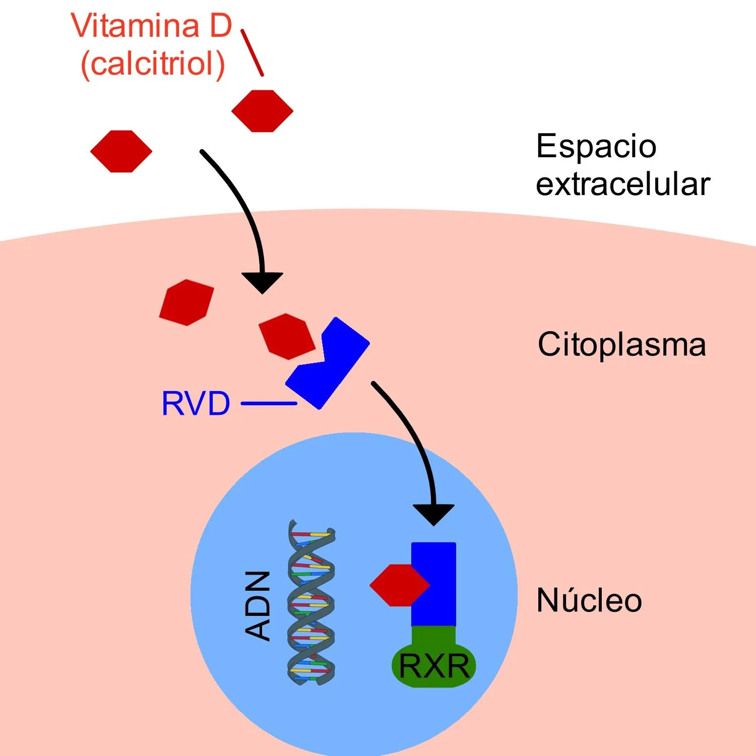 Importancia ‌de⁤ la vitamina D ⁤para la salud ​ósea⁢ en adultos ​mayores con obesidad