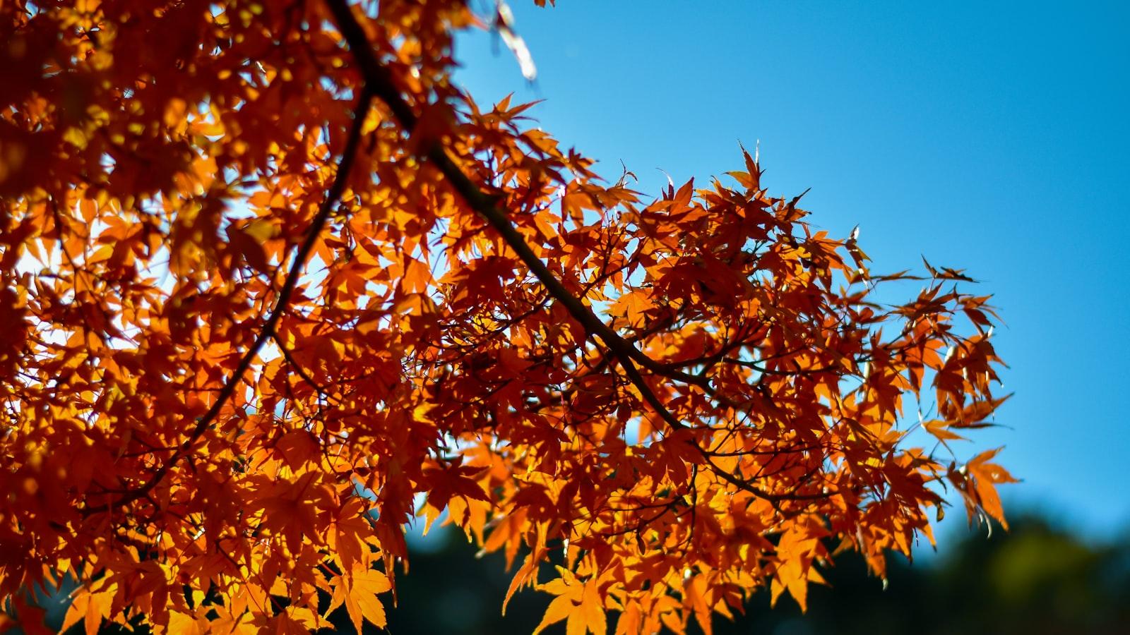 Importancia del monitoreo regular de la salud ocular en la tercera edad