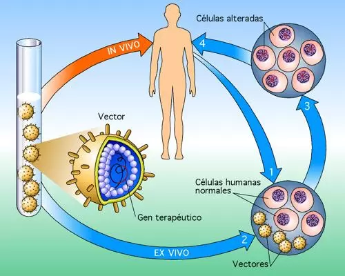 III. Consideraciones ⁤clave para ​la aplicación de terapia génica en pacientes de edad avanzada