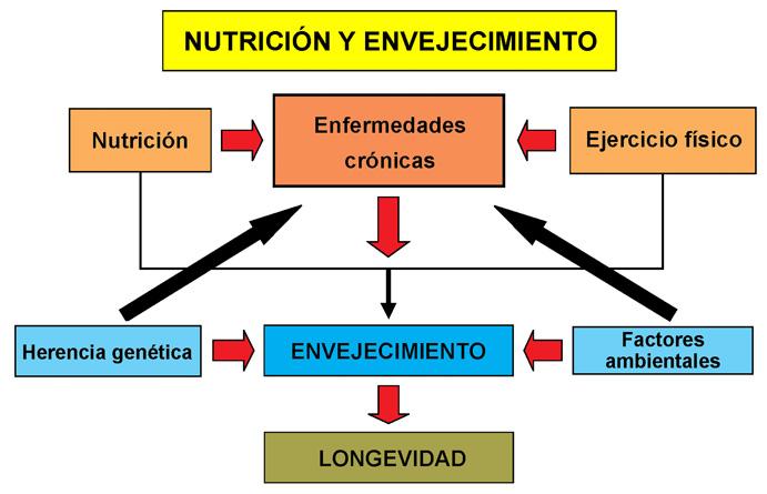 Factores que ‌influyen‍ en el ⁣metabolismo de‌ los ⁣ancianos