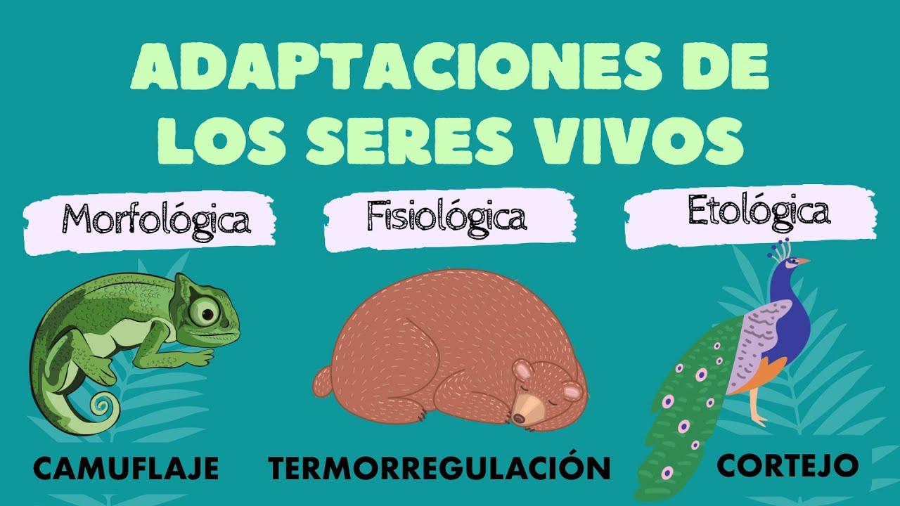 Adaptación de las actividades a las necesidades​ y gustos de los residentes