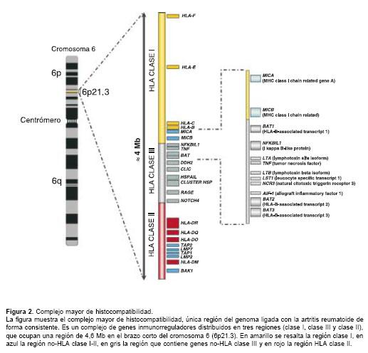 Investigaciones sobre el impacto de la genética en la artritis reumatoide en adultos mayores. en Medellín en Medellín