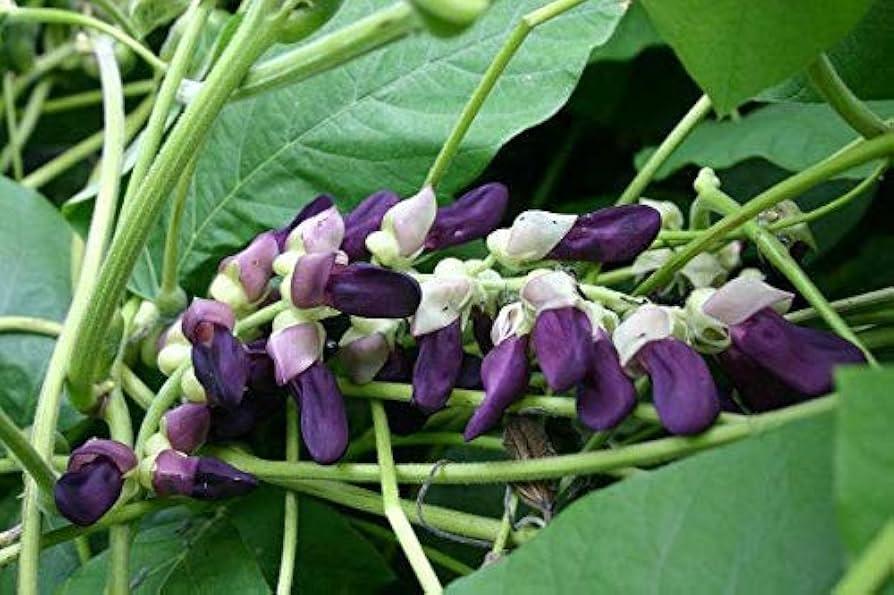 Planta de mucuna pruriens como alternativa natural para el manejo de la enfermedad