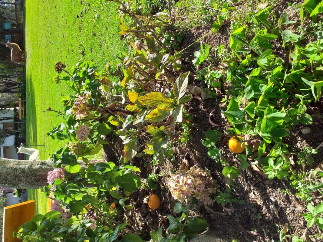 Plantas curativas que ayudan a reducir los síntomas de la ELA en geriátricos de Medellín