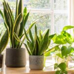 Plantas sobre el uso de terapias naturales para el bienestar en Sonríe a la Vida, Medellín