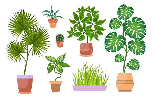 Plantas sobre las mejores opciones naturales para la recuperación de adicciones en Medellín