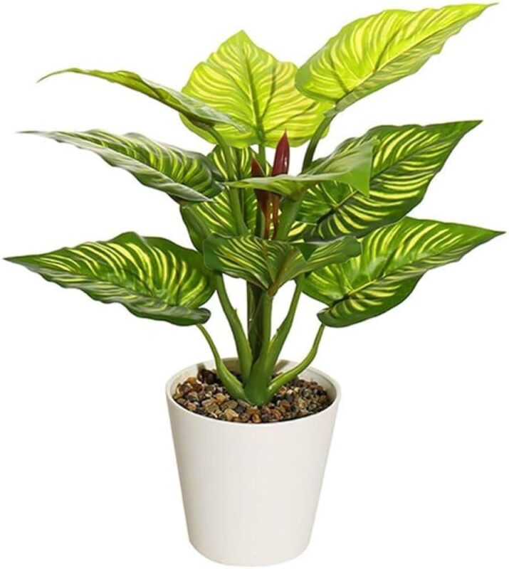 Plantas sobre el uso de la fitoterapia para el bienestar en personas mayores en Sonríe a la Vida