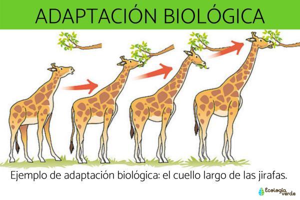 Adaptación de espacios y mobiliario para mejorar ​la movilidad de los‍ pacientes