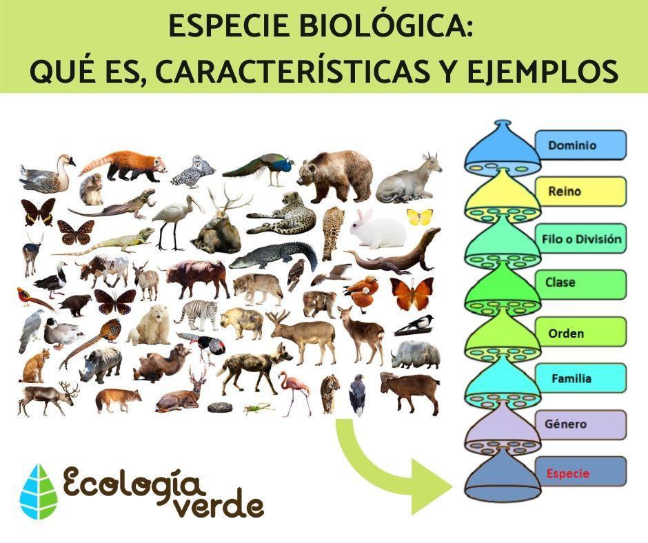Especies recomendadas para promover la salud circulatoria en geriátricos
