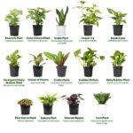 Plantas sobre la rehabilitación de adicciones con apoyo natural en Medellín