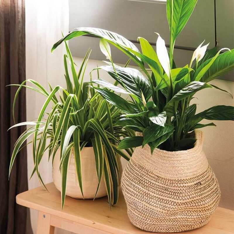 Plantas sobre terapias naturales para el tratamiento de drogas en Medellín